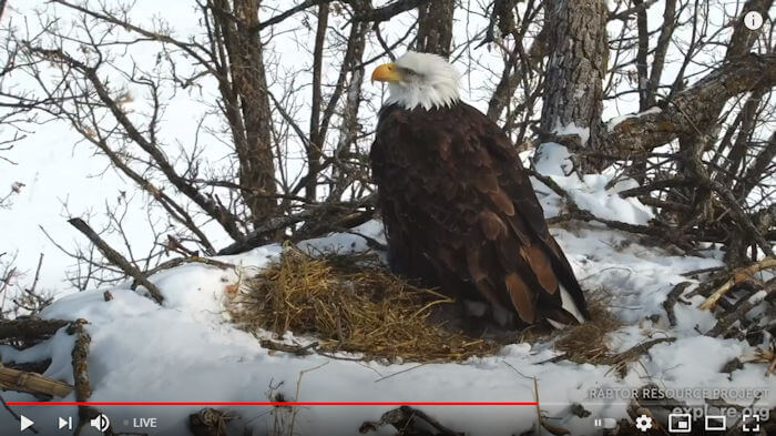 Decorah North Eagle Nest
